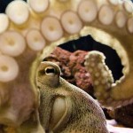 7 Curiosidades sobre los Pulpos