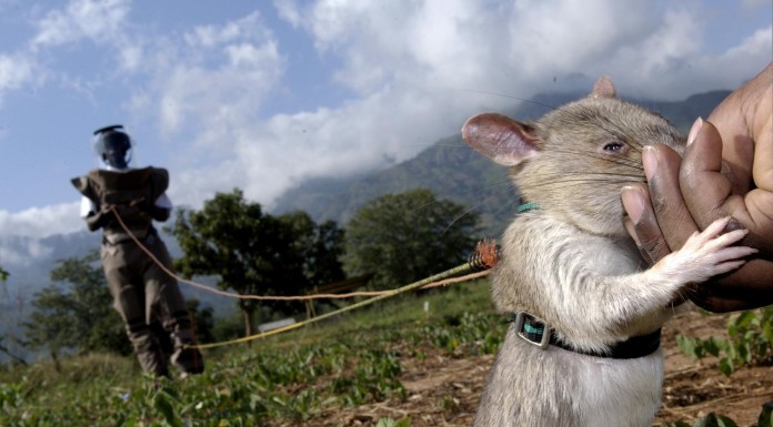 "HeroRats", las ratas que salvan miles de vidas en todo el mundo: ¡Conócelas!