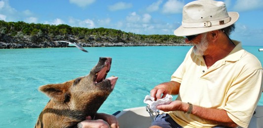 La isla de los cerdos nadadores: ¡Asombrosos! La isla de los cerdos nadadores: ¡Asombrosos!