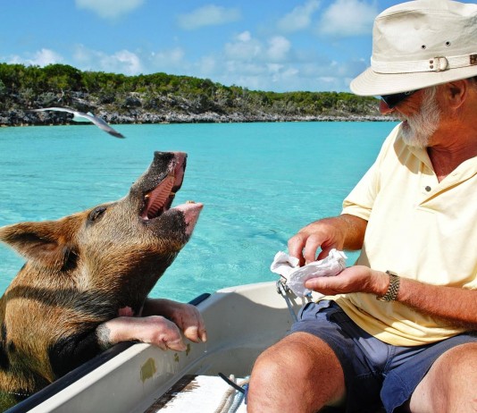 La isla de los cerdos nadadores: ¡Asombrosos! La isla de los cerdos nadadores: ¡Asombrosos!
