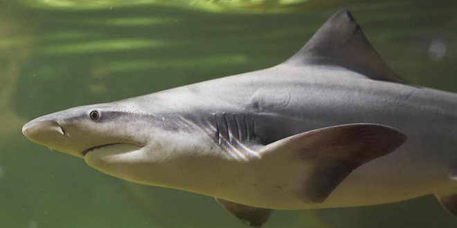 Tiburón de agua dulce, que vive en el lago de Nicaragua, y que se vería afectado