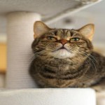 Los adorables gatos Munchkin