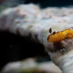 Conoce a los adorables «conejos de mar» o babosas «Jorunna parva»