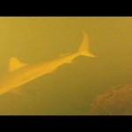 Los misteriosos tiburones que habitan en un volcán submarino
