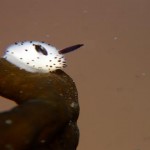 Conoce a los adorables «conejos de mar» o babosas «Jorunna parva»