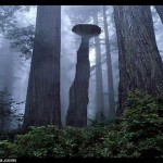 El misterio de los hongos gigantes prehistóricos