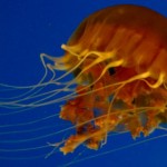 Medusas