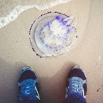 Medusas en la playa