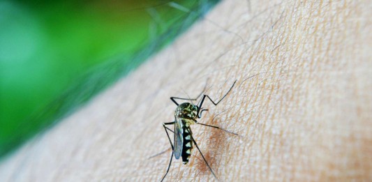 Mosquitos: ¿por qué les gustas tanto? Mosquitos ¿por qué les gustas tanto
