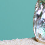 Oreja de mar