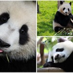 ¡Curiosos Osos Panda!