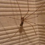 Pholcus phalangioides