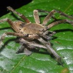 Phoneutria Nigriventer