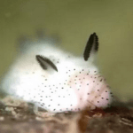 Conoce a los adorables «conejos de mar» o babosas «Jorunna parva»