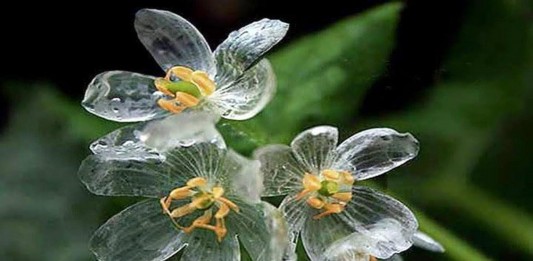 La «flor esqueleto» que se vuelve transparente con la lluvia La "flor esqueleto" que se vuelve transparente con la lluvia