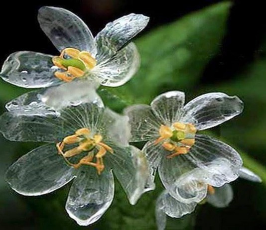 La "flor esqueleto" que se vuelve transparente con la lluvia