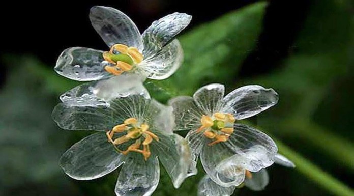 La "flor esqueleto" que se vuelve transparente con la lluvia