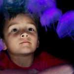 acuario de medusas