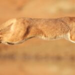 animal caracal