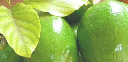 Aguacate contra la leucemia?