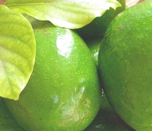 ¿Aguacate contra la leucemia? Aguacate contra la leucemia?