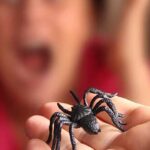aracnofobia miedo a las arañas