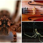 5 cosas que no sabías de las arañas