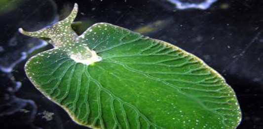 Los beneficios de la meditación para el cerebro