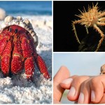Curiosidades sobre los cangrejos