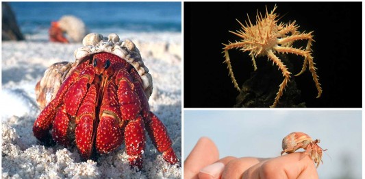 10 Interesantes curiosidades sobre los cangrejos Curiosidades sobre los cangrejos