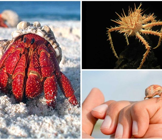 10 Interesantes curiosidades sobre los cangrejos Curiosidades sobre los cangrejos