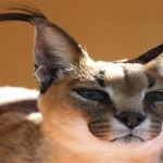 caracal