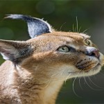 caracal