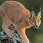 ¿Qué es un Caracal?