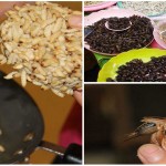 insectivismo, la comida del futuro