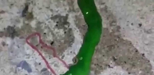 La criatura «verde» más extraña del mundo La criatura "verde" más extraña del mundo