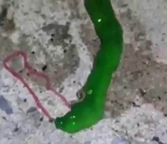 La criatura "verde" más extraña del mundo