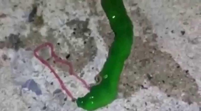 La criatura "verde" más extraña del mundo