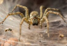 10 Curiosidades de las arañas