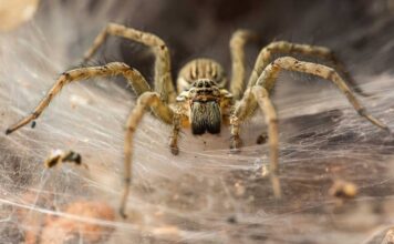 10 Curiosidades de las arañas