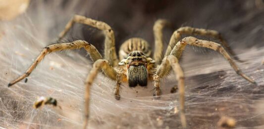 10 Curiosidades de las arañas