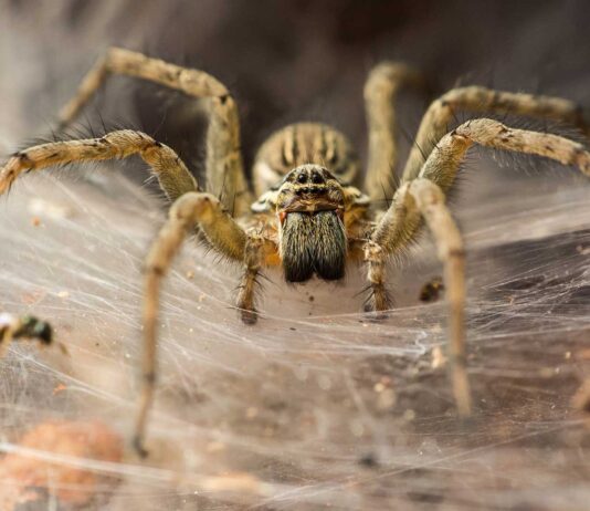 10 Curiosidades de las arañas