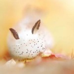 Conoce a los adorables «conejos de mar» o babosas «Jorunna parva»