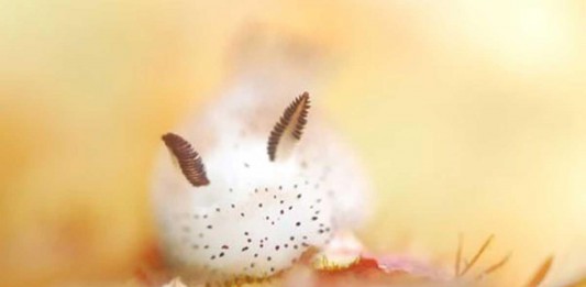 Conoce a los adorables «conejos de mar» o babosas «Jorunna parva» Conoce a los adorables "conejos de mar" o babosas "Jorunna parva"