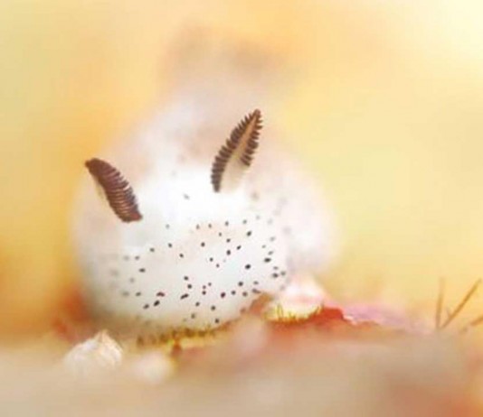 Conoce a los adorables "conejos de mar" o babosas "Jorunna parva"