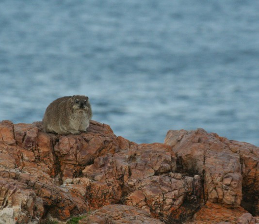 El primo del elefante que dio el nombre a España