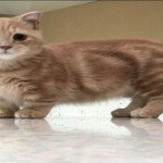 Los adorables gatos Munchkin