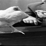 el misterio del pollo Mike