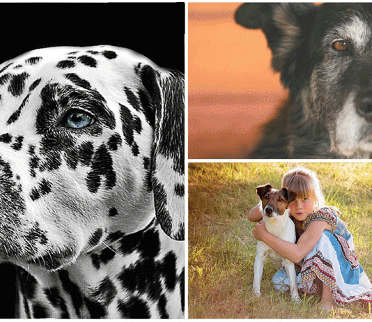 Las enfermedades más comunes de los perros Las enfermedades más comunes de los perros
