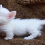 Los adorables gatos Munchkin